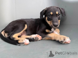 Photo №1. xoloitzcuintle - à vendre en ville de Bruxelles | 1500€ | Annonce №147054