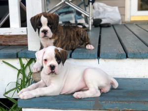 Photo №3. Beaux chiots boxer pour une bonne maison. Allemagne