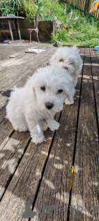 Photo №3. Chiots Bichon Frise espiègles. La Slovénie