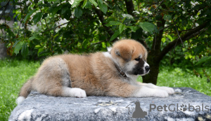 Photo №4. Je vais vendre akita (chien) en ville de Cherkassky Bishkin. éleveur - prix - négocié