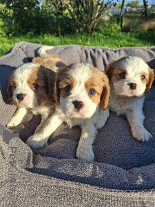 Photo №3. Chiots Cavalier King Charles Spaniel de race pure parfaite.. La finlande
