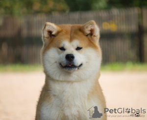 Photo №1. akita (chien) - à vendre en ville de Smolensk | 200€ | Annonce №7311