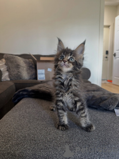 Photo №2 de l'annonce № 177804 de la vente maine coon - acheter à Allemagne éleveur