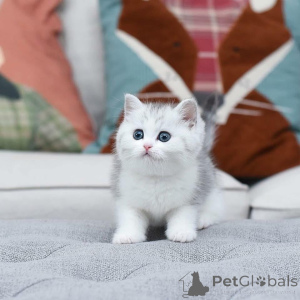 Photo №3. 4 chatons sont l'un des félins les plus enchanteurs et visuellement. Chypre