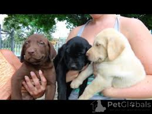 Photo №2 de l'annonce № 161868 de la vente labrador retriever - acheter à USA annonce privée, éleveur