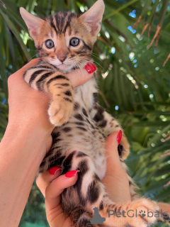 Photo №3. Magnifiques chatons Bengal à rosettes brunes, mâles et femelles disponibles. Allemagne