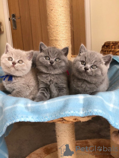 Photo №1. british shorthair - à vendre en ville de Velonades | Gratuit | Annonce № 125172