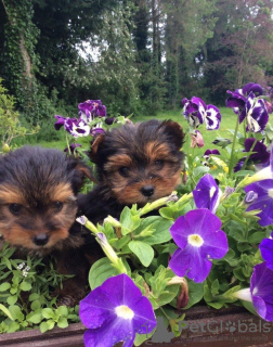 Photo №4. Je vais vendre yorkshire terrier en ville de Santa Barbara. annonce privée - prix - 284€