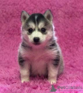 Photo №1. husky de sibérie - à vendre en ville de Антверпен | Gratuit | Annonce №129082