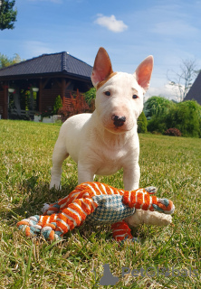 Photo №4. Je vais vendre bull terrier en ville de Bogatynia. éleveur - prix - négocié