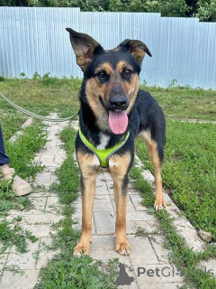 Photo №3. Klepa, un jeune chien merveilleux et affectueux, cherche un foyer. Fédération de Russie