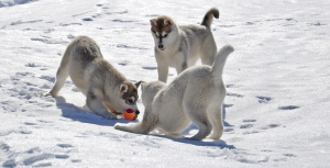 Photo №2 de l'annonce № 1676 de la vente husky de sibérie - acheter à Fédération de Russie de la fourrière