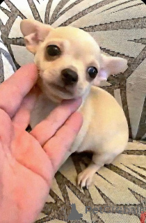 Photo №4. Je vais vendre chihuahua en ville de Zrénjanin. éleveur - prix - négocié