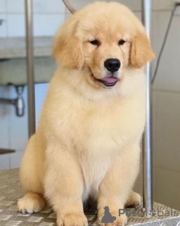 Photo №1. labrador retriever - à vendre en ville de Berlin | 436€ | Annonce №168090