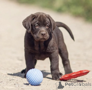Photo №1. labrador retriever - à vendre en ville de Yaroslavl | négocié | Annonce №150724