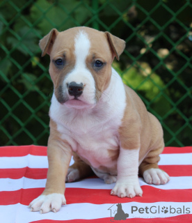 Photo №3. Gampr arménien de qualité supérieure. Arménie