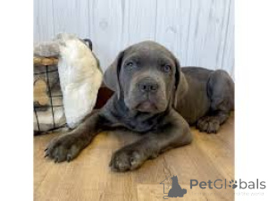 Photo №4. Je vais vendre cane corso en ville de Bruxelles. annonce privée, éleveur - prix - 1000€