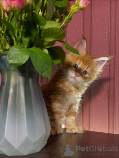 Photo №3. Un coeur plein de soleil et des moustaches pleines de malice Nala s'illumine. Suède