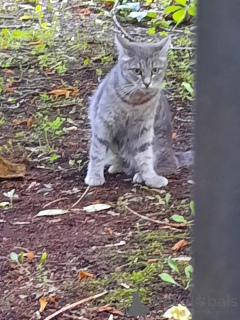 Photo №3. La brume de chat (2 ans) a besoin d'une maison. Fédération de Russie