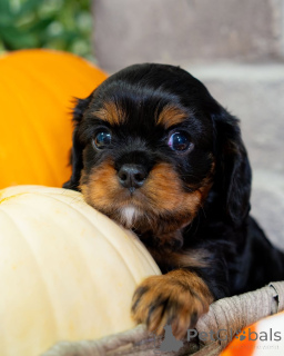 Photo №4. Je vais vendre cavalier king charles spaniel en ville de Lintgen. annonce privée - prix - négocié