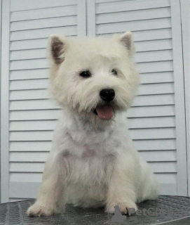 Photos supplémentaires: Chiot West Highland White Terrier du Champion International