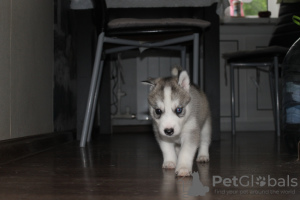 Photo №4. Je vais vendre husky de sibérie en ville de Москва. de la fourrière, éleveur - prix - 224€