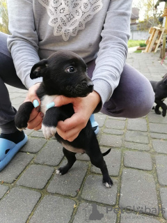 Photo №4. Je vais vendre patterdale terrier en ville de Сулеювек. annonce privée - prix - Gratuit