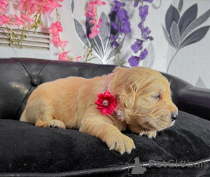 Photo №3. chiots Golden Retriever. Belgique
