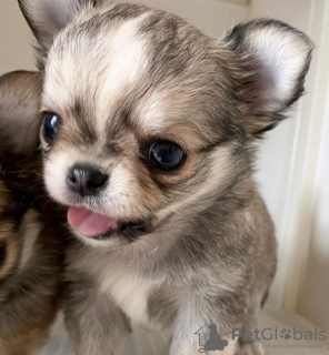 Photo №3. Adorable chiot Chihuahua à adopter. USA