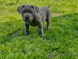 Photo №4. Je vais vendre cane corso en ville de Vilnius. annonce privée, éleveur - prix - 1400€