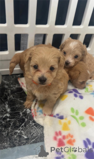 Photo №1. maltipu - à vendre en ville de Grafenwöhr | Gratuit | Annonce №153763