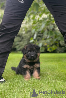 Photos supplémentaires: Beaux chiots GSD d'Europe à vendre