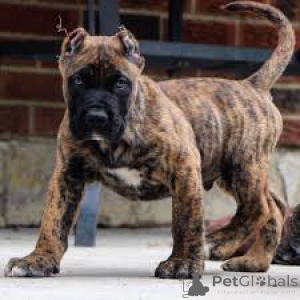 Photo №3. Chiots Cane Corso. La Grande-Bretagne