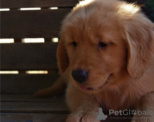 Photo №2 de l'annonce № 22346 de la vente golden retriever - acheter à USA annonce privée