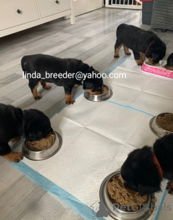 Photo №1. rottweiler - à vendre en ville de Berlin | 630€ | Annonce №170264