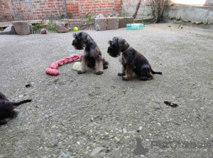 Photos supplémentaires: Chiots Schnauzer nain