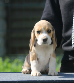 Photo №1. beagle - à vendre en ville de Minsk | 638€ | Annonce №2912