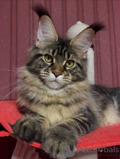 Photo №1. maine coon - à vendre en ville de Alabama | 1€ | Annonce № 161204