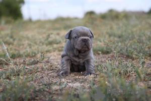 Photo №2 de l'annonce № 117012 de la vente bouledogue - acheter à USA annonce privée