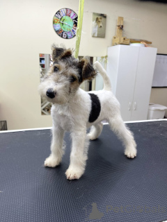 Photo №3. PEDIGRE DE FOLIE FOX TERRIER. USA