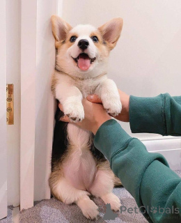 Photo №2 de l'annonce № 136180 de la vente welsh corgi - acheter à USA éleveur