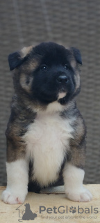 Photo №4. Je vais vendre akita américain en ville de Vlasotince. annonce privée - prix - négocié