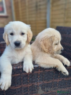 Photo №1. golden retriever - à vendre en ville de Fracasse | négocié | Annonce №174703