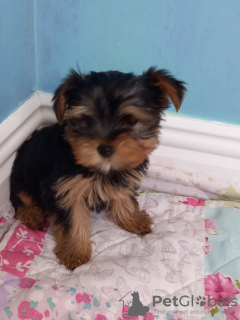 Photo №2 de l'annonce № 43028 de la vente yorkshire terrier - acheter à Allemagne annonce privée