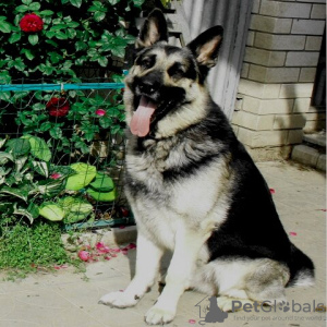 Photo №4. Je vais vendre berger de l'est de l'europe en ville de Ногинск. annonce privée - prix - 491€