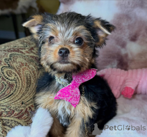 Photo №2 de l'annonce № 172896 de la vente yorkshire terrier - acheter à Allemagne éleveur