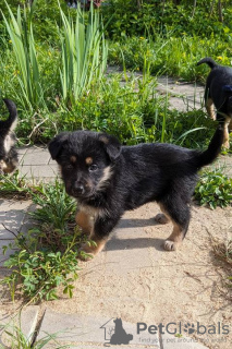 Photo №2 de l'annonce № 102260 de la vente chien bâtard - acheter à Fédération de Russie annonce privée