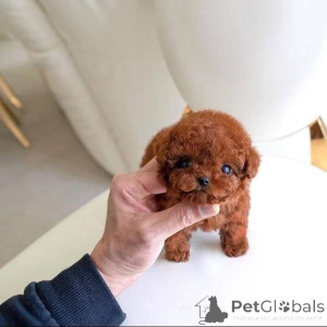 Photo №3. Adorables bébés chiots toujours disponibles ici pour adoption Toujours très bons. Belgique