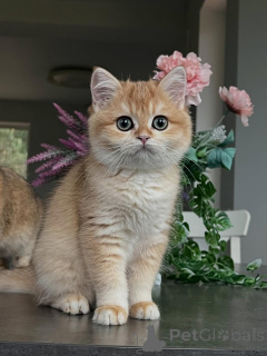 Photo №3. Rencontrez Oliver, un petit gentleman avec la fourrure la plus douce et le cœur. Islande