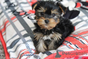 Photo №1. biewer yorkshire terrier - à vendre en ville de Tennessee City | 727€ | Annonce №166542